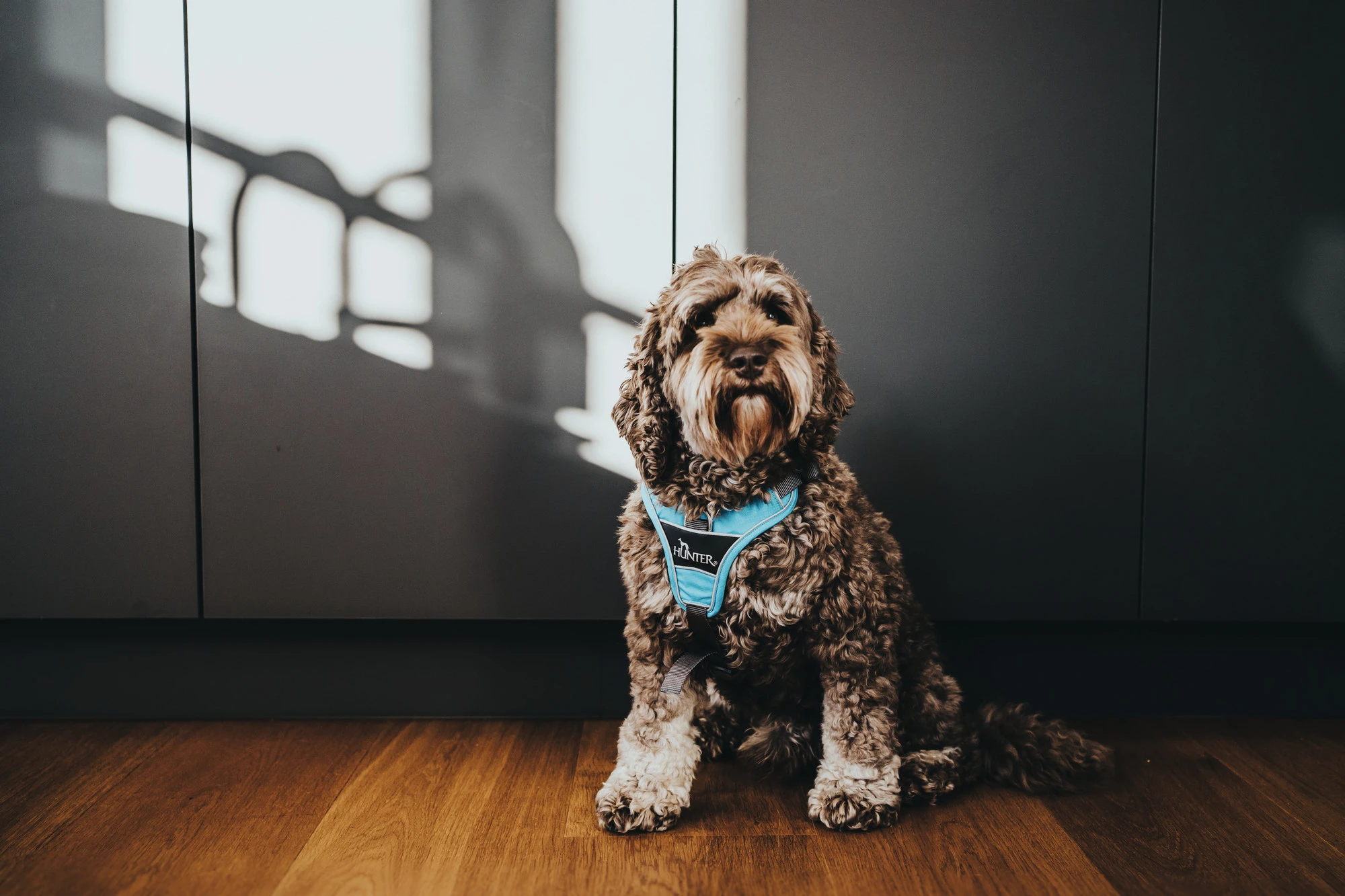 Hunter Divo hundesele XS lyseblå/grå just mave 34-47 cm - Let pasform og høj komfort